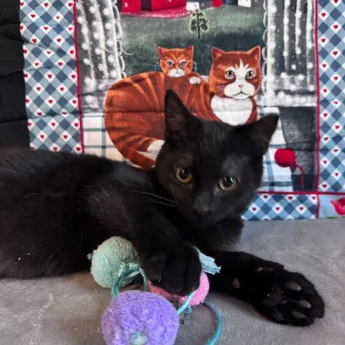 Snow Shower thumbnail 5