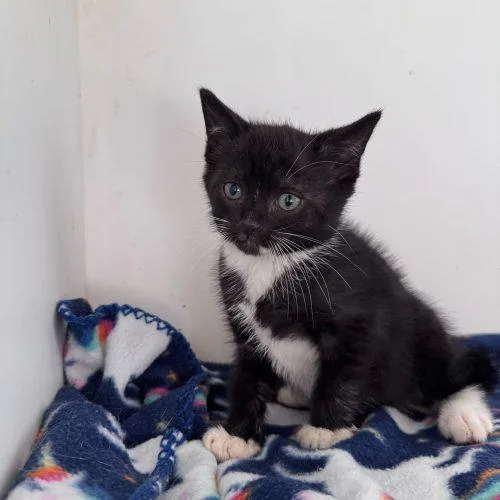 Nut Brittle thumbnail 2