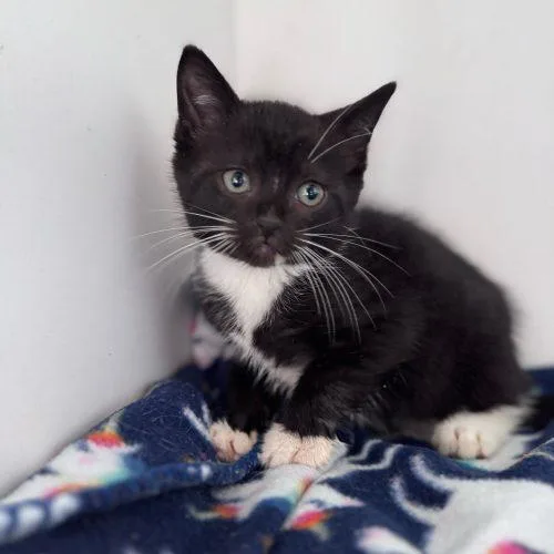 Nut Brittle thumbnail 3