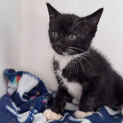 Nut Brittle thumbnail 4