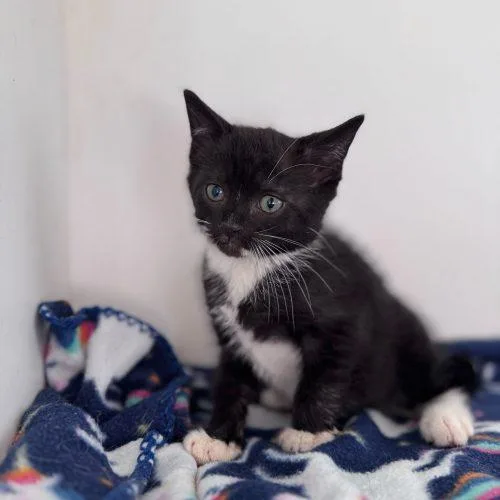 Nut Brittle thumbnail 5