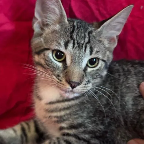 Oldsmobile thumbnail 2