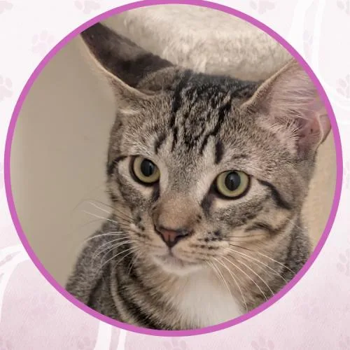 Oldsmobile thumbnail 3