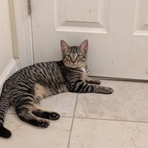 Oldsmobile thumbnail 4