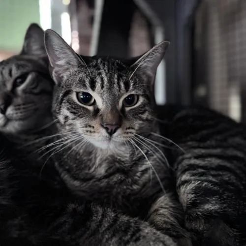 Orchestra thumbnail 2