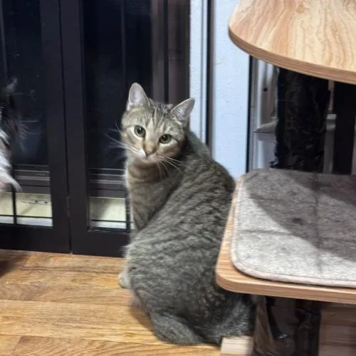 Philharmonic thumbnail 3