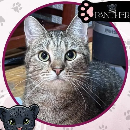 Philharmonic thumbnail 5