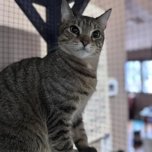 Symphony thumbnail 2