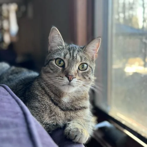 Symphony thumbnail 3