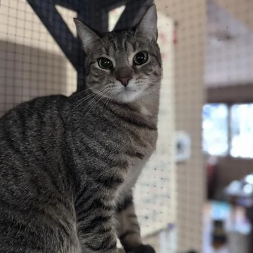 Symphony thumbnail 4