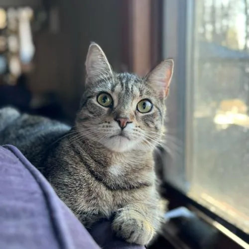 Symphony thumbnail 5