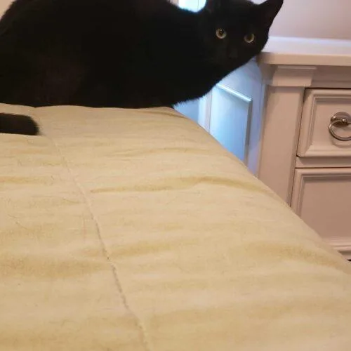 Thompson thumbnail 3