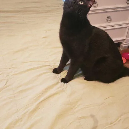 Thompson thumbnail 4