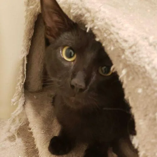 Thompson thumbnail 5