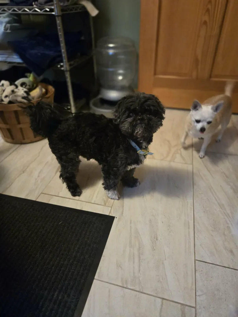 Julius Caesar thumbnail 2