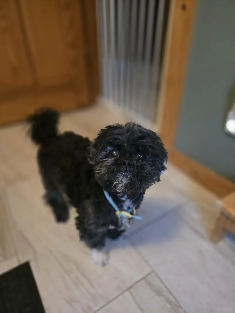 Julius Caesar thumbnail 3