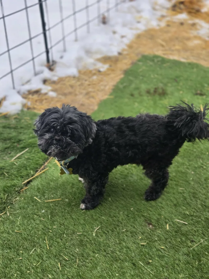 Julius Caesar thumbnail 5