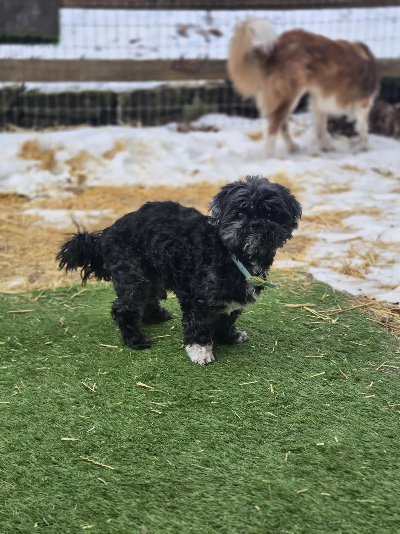 Julius Caesar thumbnail 6