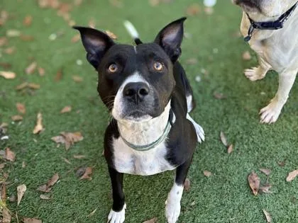 Tres Leches thumbnail 2