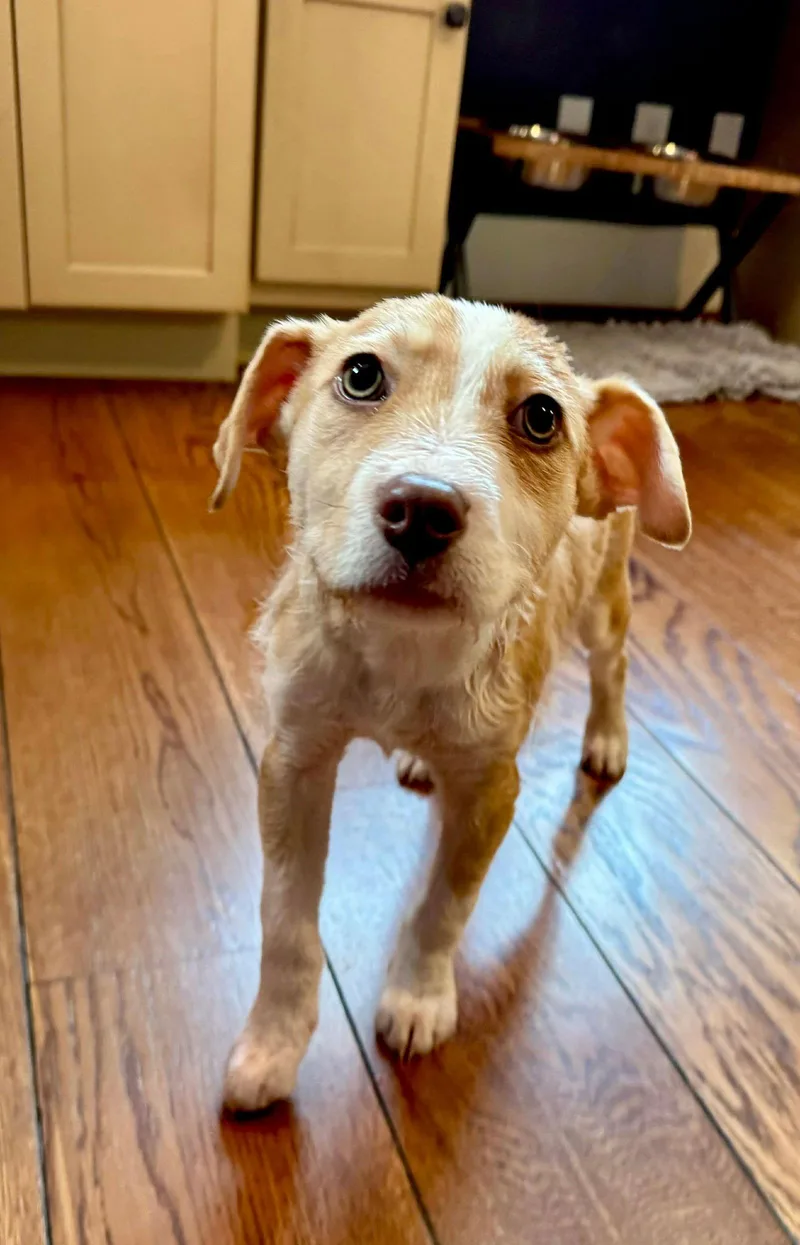 Teddy Ruxpin thumbnail 2