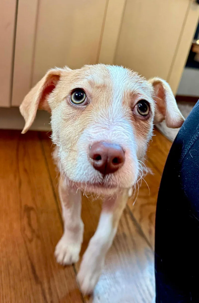 Teddy Ruxpin thumbnail 3