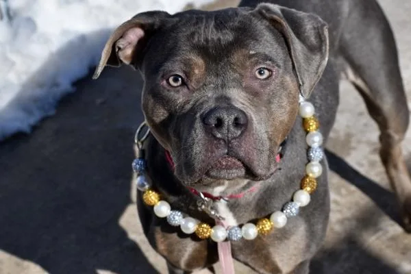 Lavendar thumbnail 2