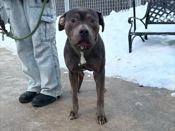 Lavendar thumbnail 3