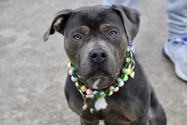 Lavendar thumbnail 4