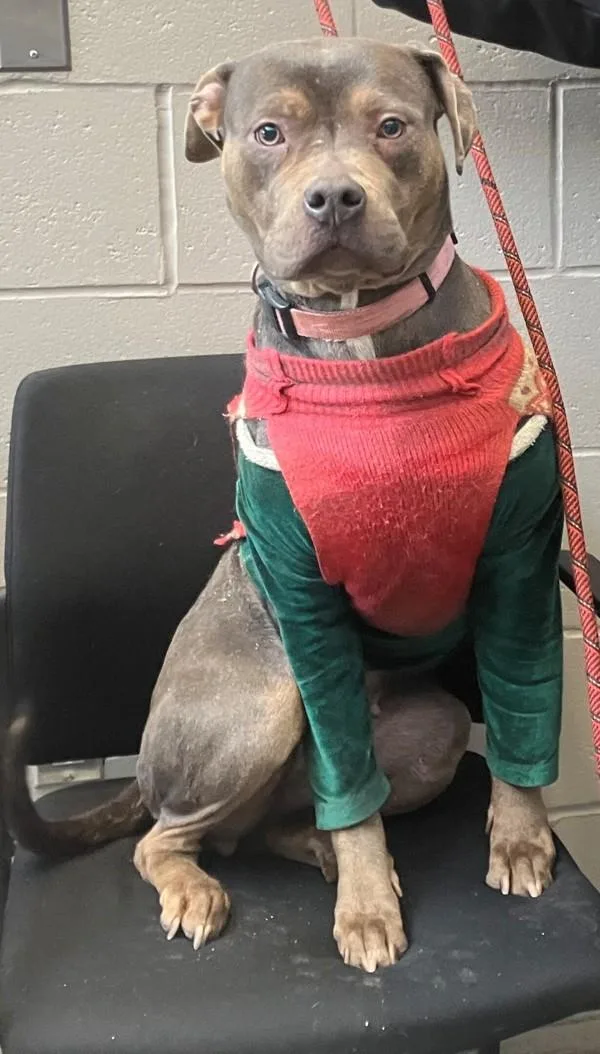 Lavendar thumbnail 5