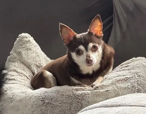 Willow And Presley thumbnail 3