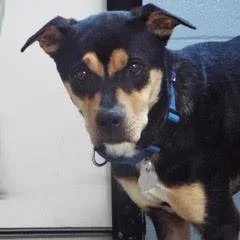 A young medium-sized female Black Rottweiler dog named Jade for adoption in Green Valley, AZ