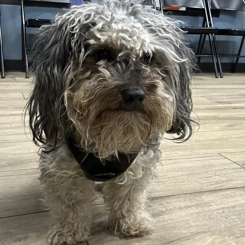 Travis Barker photo 1