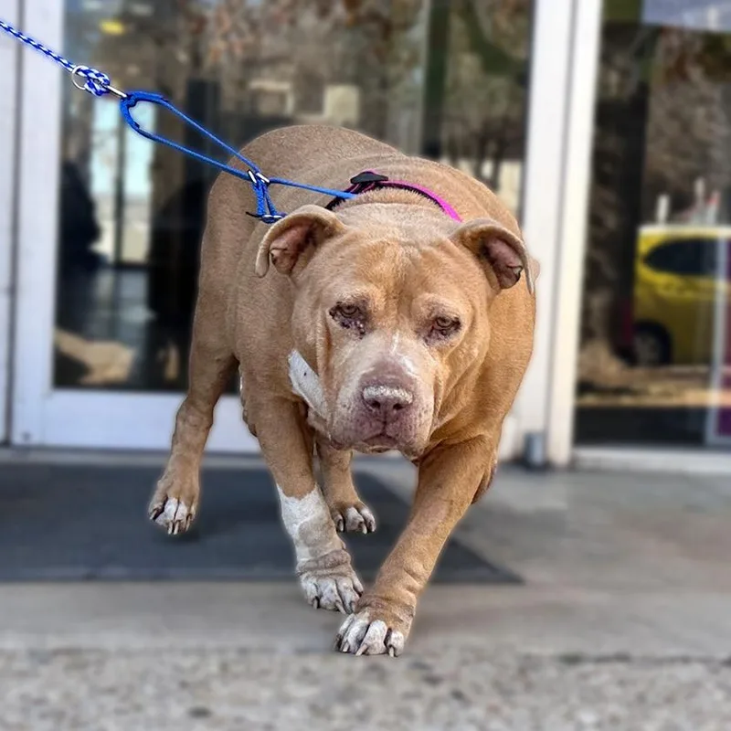 Ellie Belly thumbnail 4