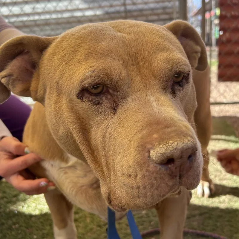 Ellie Belly thumbnail 5