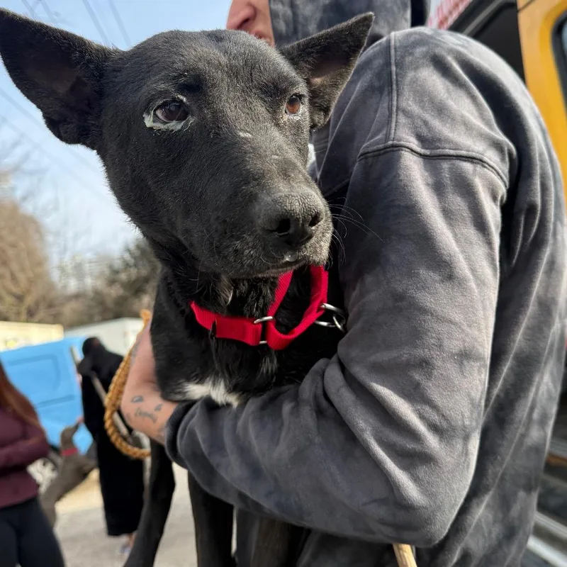 Cowboy Boots thumbnail 2