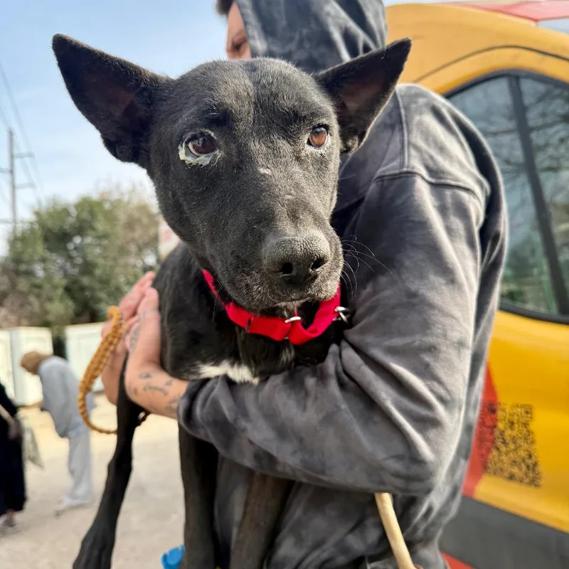 Cowboy Boots thumbnail 3