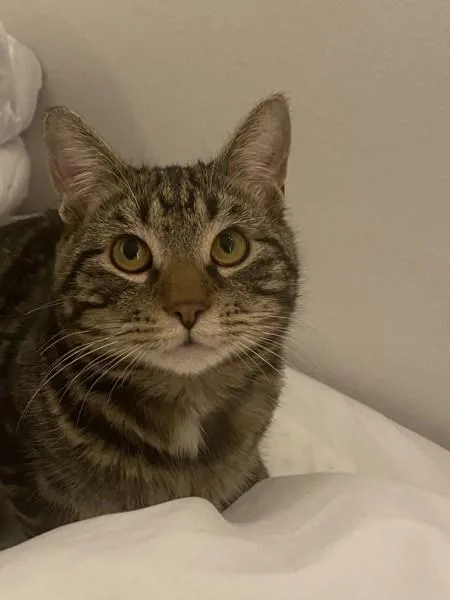 H E Buddy thumbnail 2