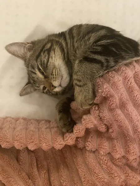 H E Buddy thumbnail 3