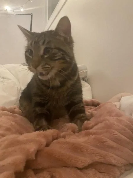 H E Buddy thumbnail 4