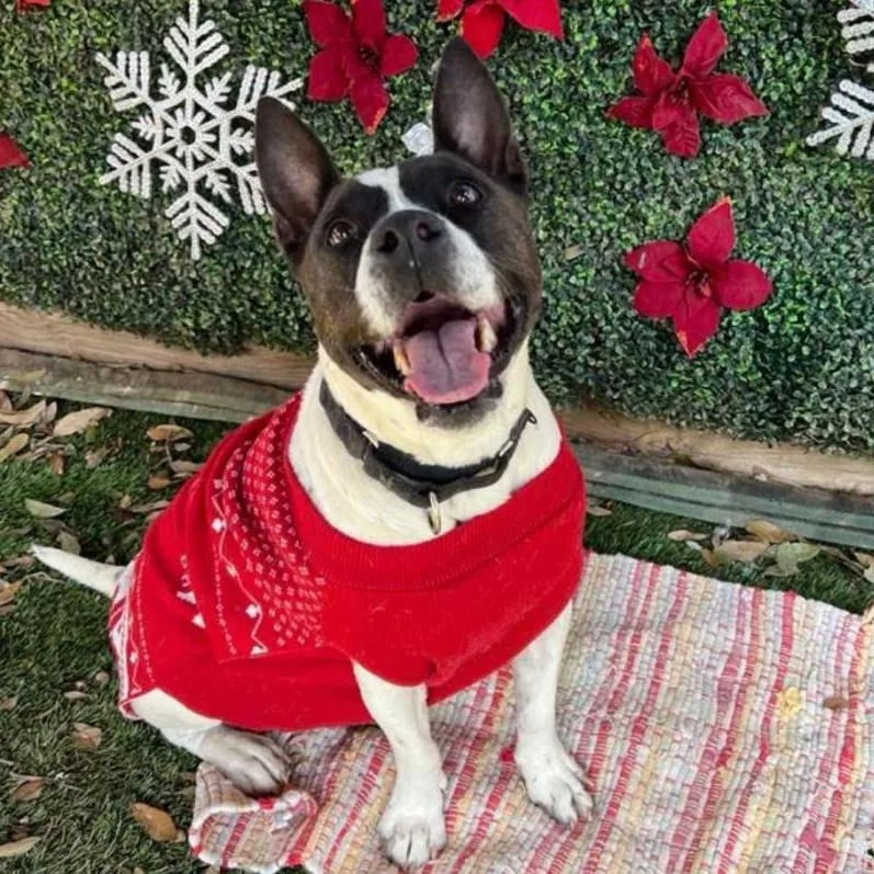 Honey Bun thumbnail 3