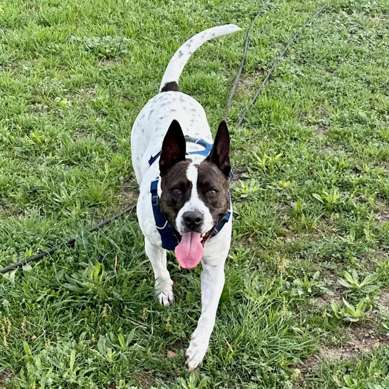 Honey Bun thumbnail 4