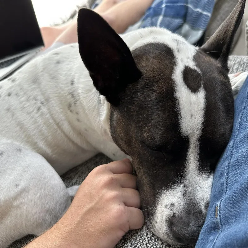 Honey Bun thumbnail 5