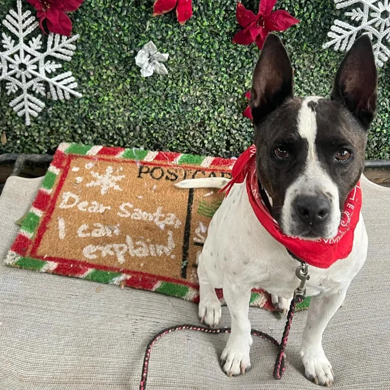 Honey Bun thumbnail 6