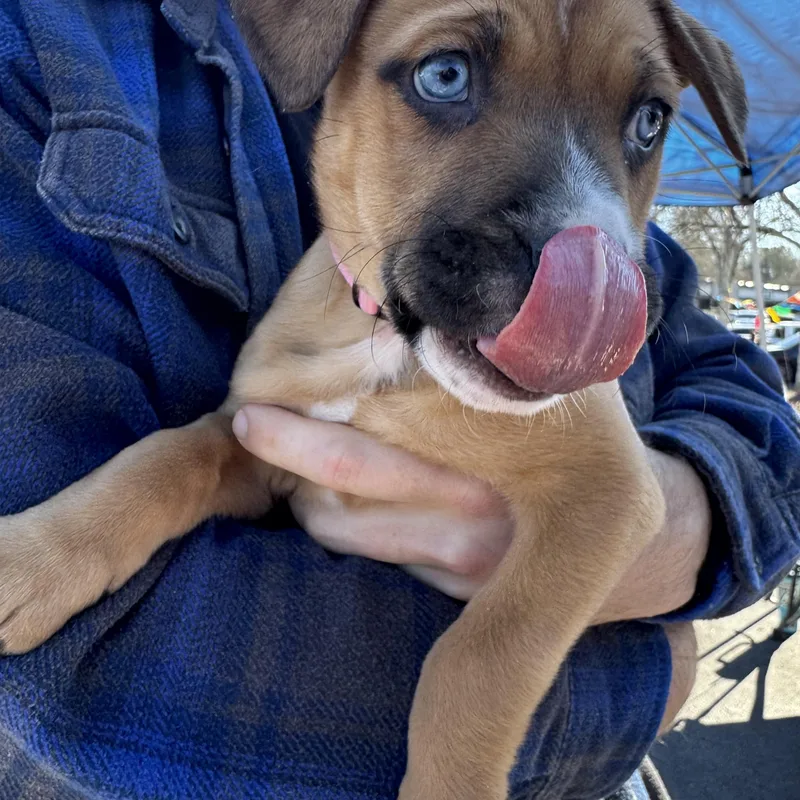 French Fry thumbnail 2