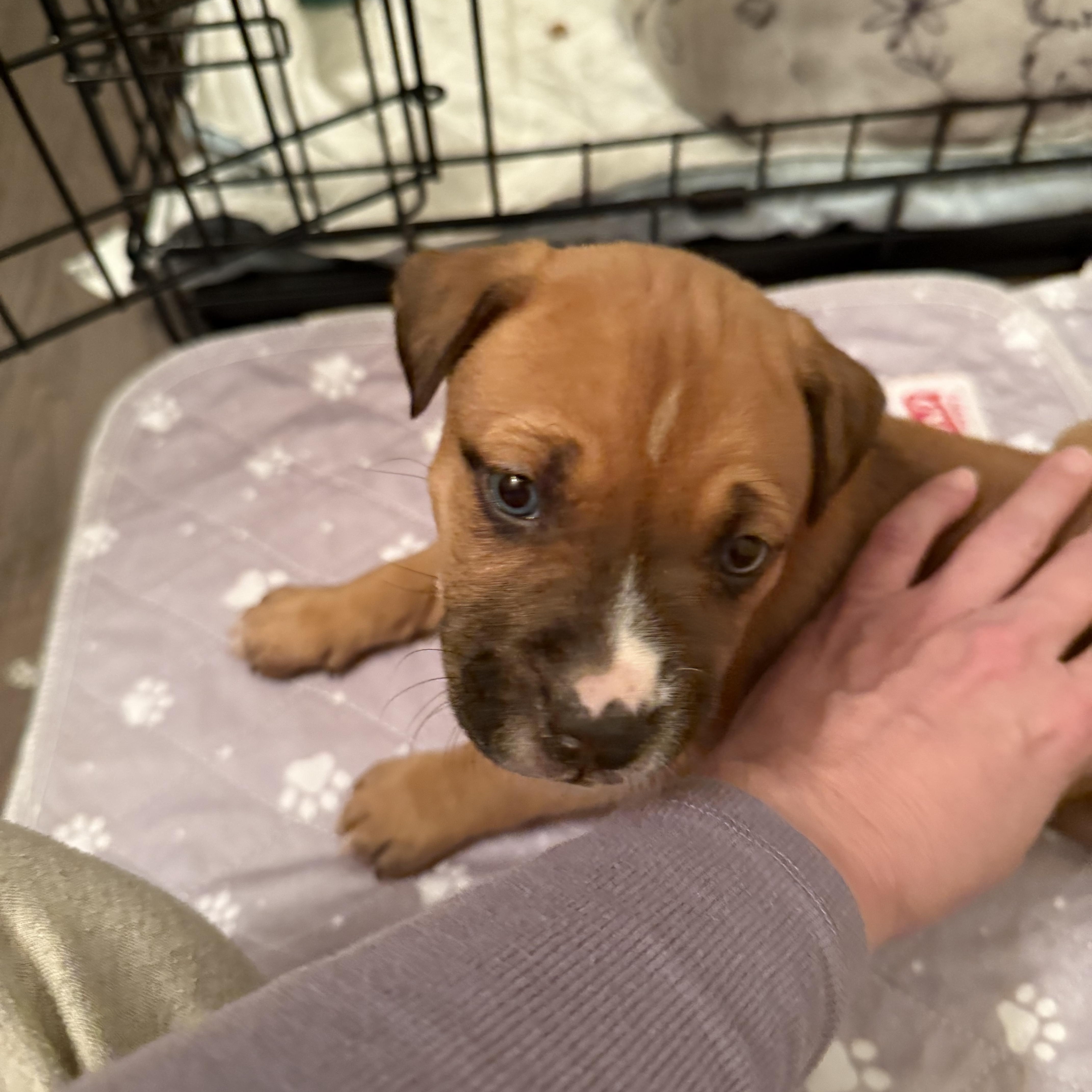 French Fry thumbnail 3