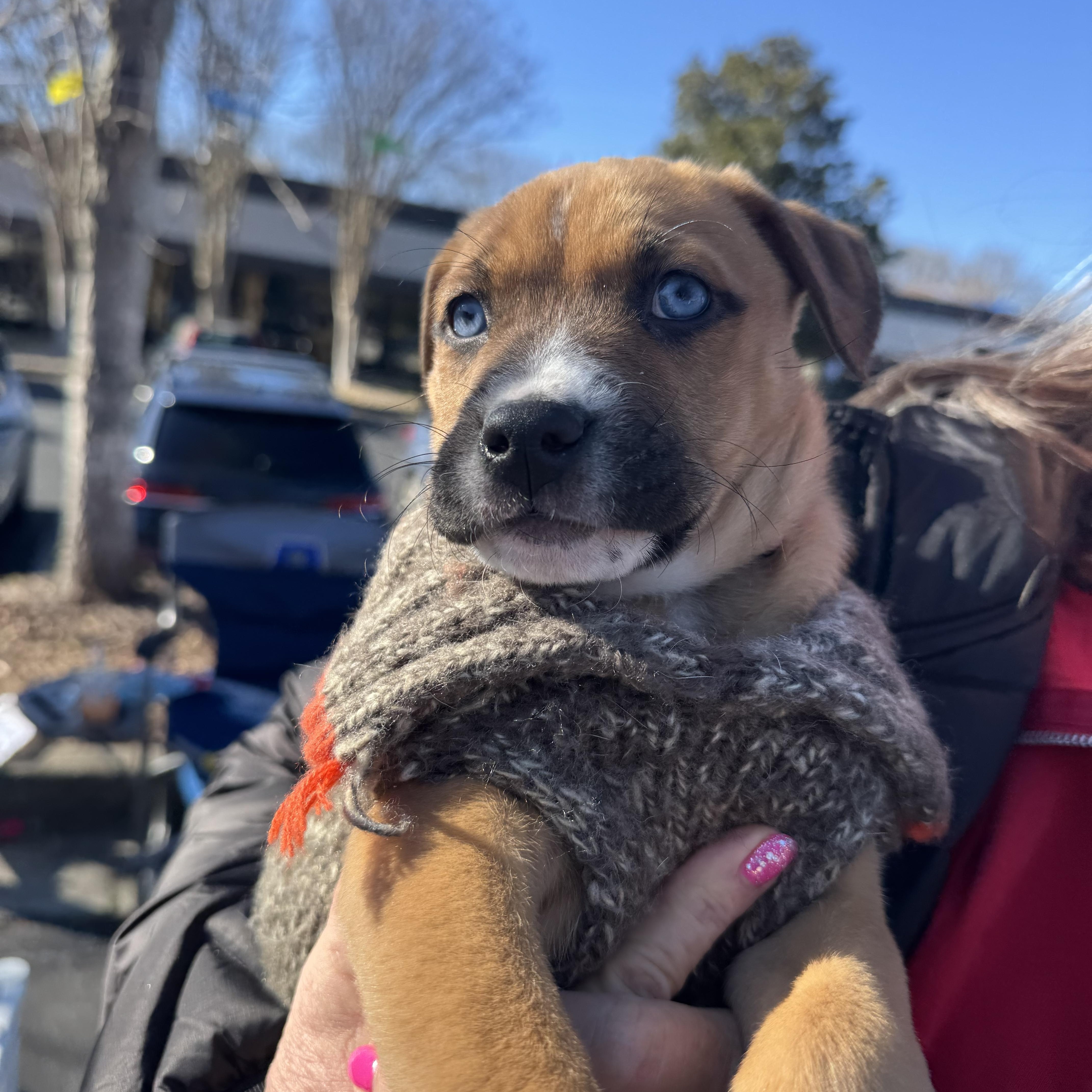 French Fry thumbnail 4