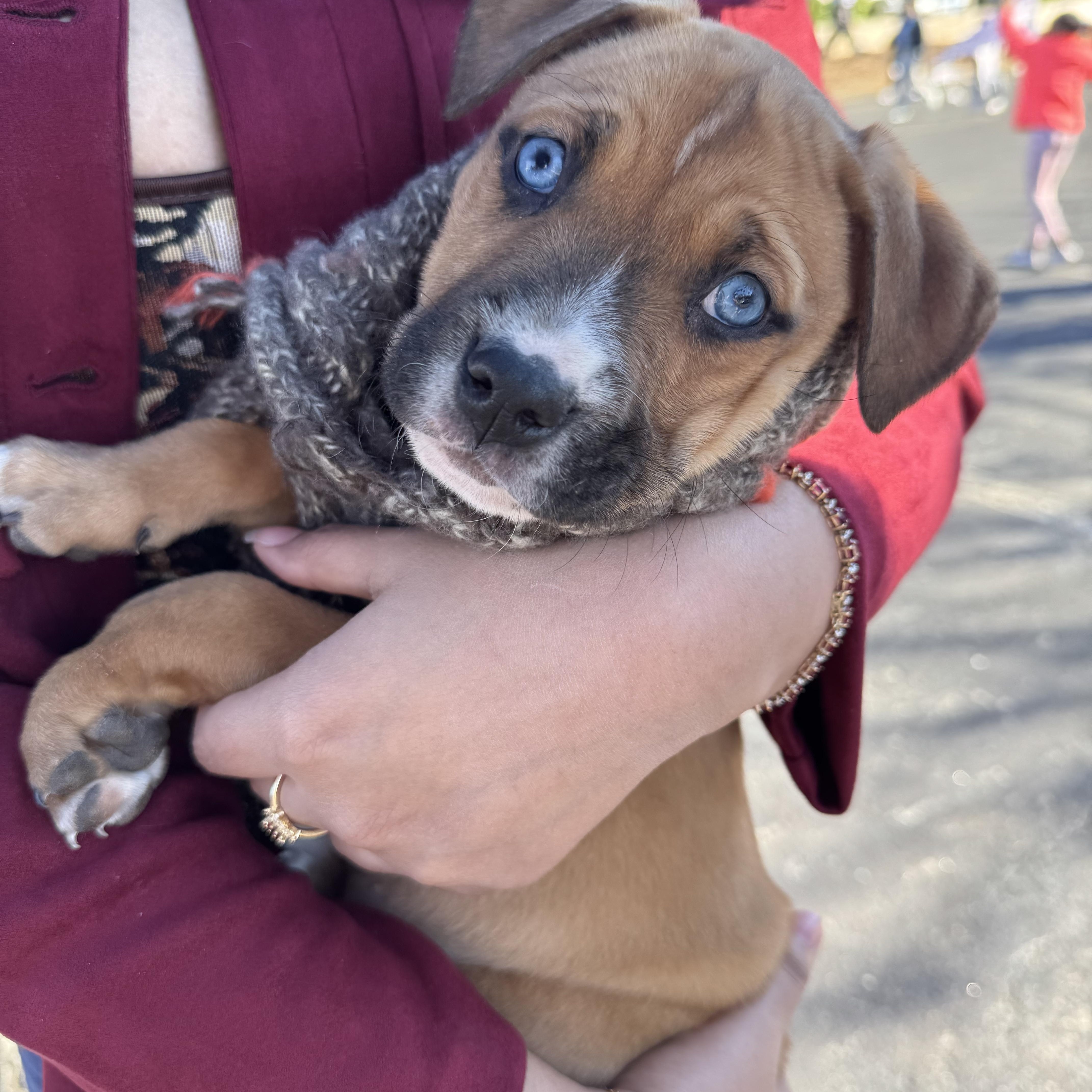 French Fry thumbnail 5