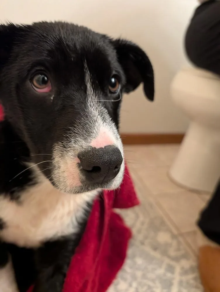 Cherrybrook thumbnail 2