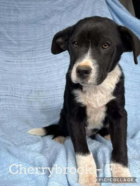 Cherrybrook thumbnail 4