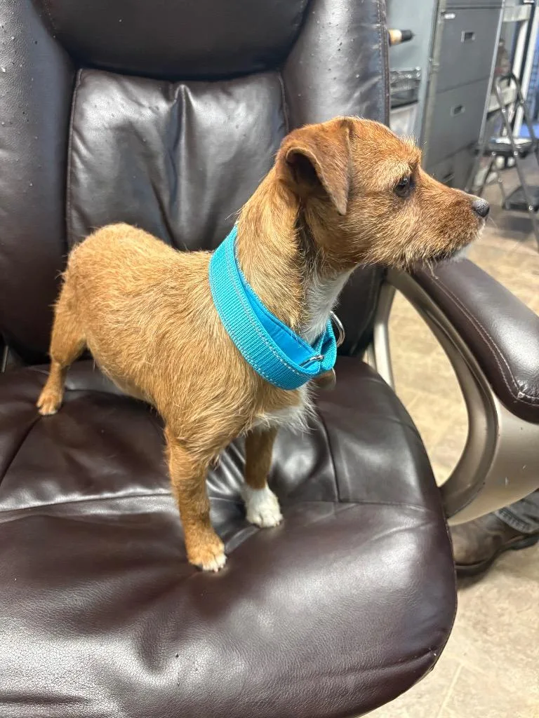 Lobster Roll thumbnail 2